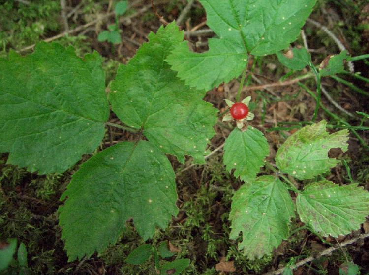 Rubus saxatilis / Rovo erbajolo